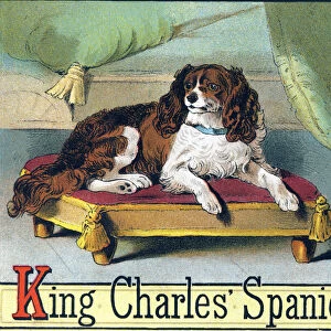 Letter K: King Charles Spaniel (Spagneul King Charles