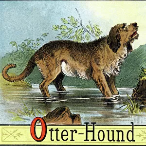 Hound Collection: Otterhound