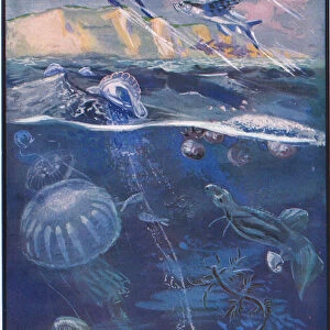 Life in the Open Sea, illustration from The Science of Life (colour litho)