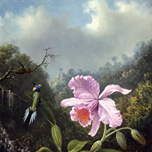 Still Life with Orchid and Pair of Hummingbirds, c. 1890s (oil on canvas)