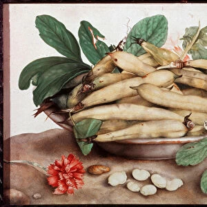 Still life on the plate of beans Painting by Giovanna Garzoni (1600-1670