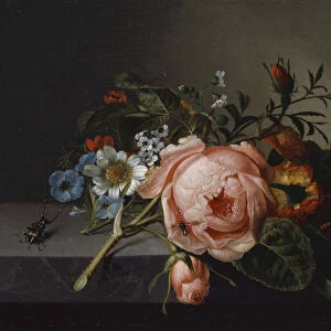 Still Life with Rose Branch, Beetle and Bee, 1741 (oil on canvas mounted on oak)