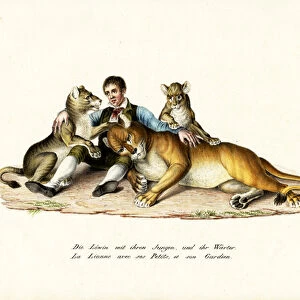 Lioness With Cubs, 1824 (colour litho)