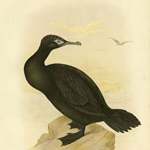 Cormorants Collection: Little Black Cormorant