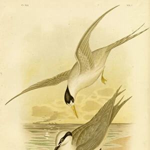 Laridae Collection: Black Naped Tern