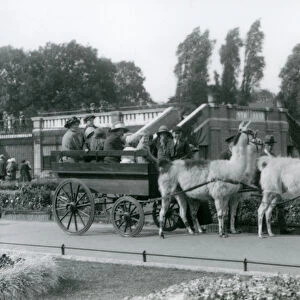 A Llama cart ride for visitors with three Llamas being led by Keepers, London Zoo