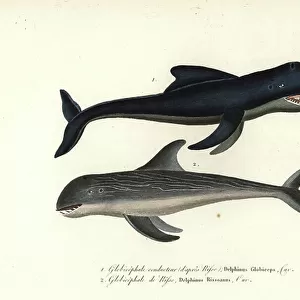 Delphinidae Collection: Long-finned Pilot Whale
