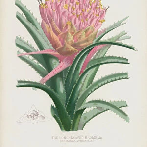 The Long-Leaved Bromelia, Bromelia Longifolia (chromolitho)