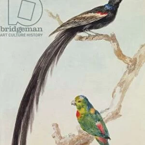 A Long-tailed Widowbird and a blue-crowned hanging parrot, 1783 (chalk