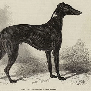 Lord Lurgans Greyhound, Master M Grath (engraving)