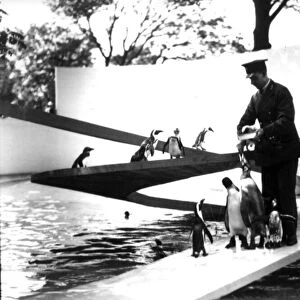 Lubetkin Penguin Pool, January 1934 (b / w photo)