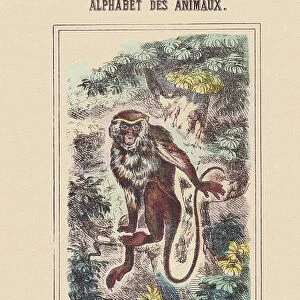 M: La Moue (monkey), 1850 - 1860 (engraving)