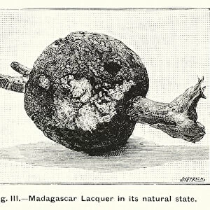 Madagascar Lacquer in its natural state (engraving)