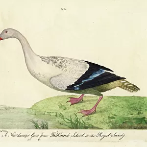 Geese Collection: Upland Goose
