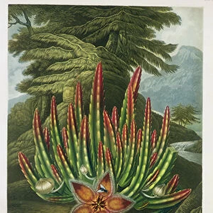 The Maggot-Bearing Stapelia, engraved by Stadler, from The Temple of Flora