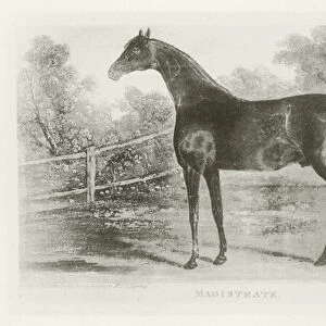 Magistrate, foaled 1814 (b / w photo)