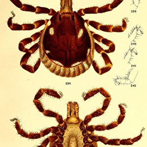 Male Ablyomma Americanum, illustration from "Cattle ticks (Ixodoidea