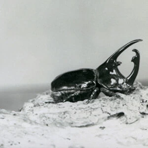 A male Atlas Beetle resting on bark at London Zoo (b / w photo)