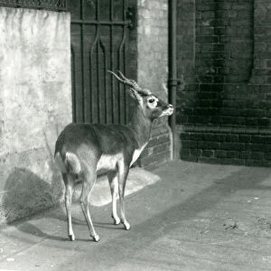 A male Blackbuck standing in its enclosure at London Zoo in June 1925 (b / w photo)