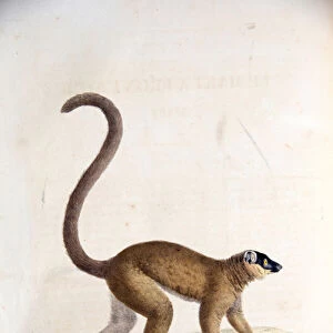 Male collared brown lemur, from Histoire Naturelle des Mammiferes