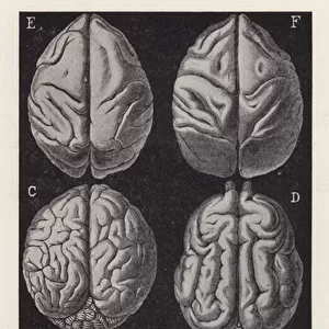 Six mammal brains: giraffe, seal, dolphin, lion, ape, monkey (litho)