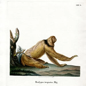 Bradypodidae Collection: Maned Three-toed Sloth