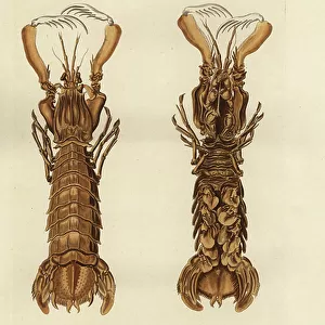 Crustaceans Collection: Sand Shrimp