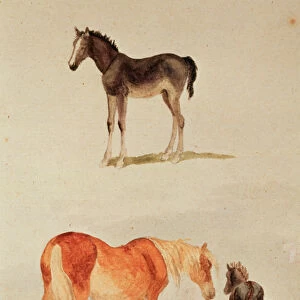Mares and foals (w / c)