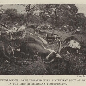 The Matabili Insurrection, Oxen diseased with Rinderpest shot at Gaberones, in the British Bechuana Protectorate (b / w photo)