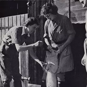 Members of the Womens Land Army give a pig a dose of medicine in an agricultural college in Kent (b / w photo)
