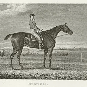 Mervinia, foaled 1813 (b / w photo)