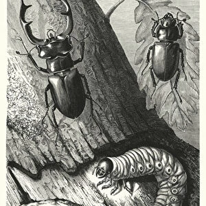 The Metamorphoses of the Stag Beetle (engraving)