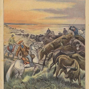Migration of livestock in the Camargue: a herd of bulls swimming across the River Rhone (colour litho)