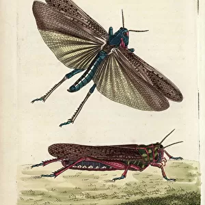 Grasshoppers Collection: Migratory Grasshopper
