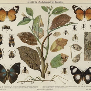 Mimicry in insects (colour litho)