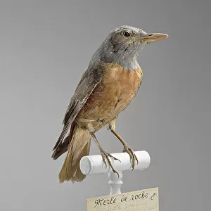 Chats And Flycatchers Collection: Common Rock Thrush