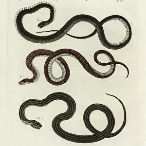 Snakes Collection: Aesculapian Snake