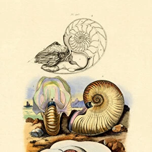Moon Snail, 1833-39 (coloured engraving)