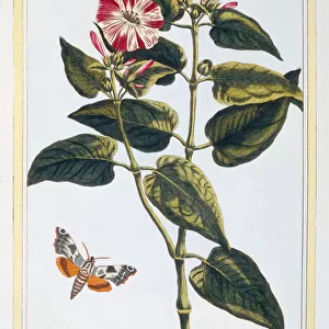 Butterfly Art Prints: Bella Moth
