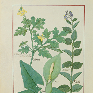 Ms Fr. Fv VI #1 fol. 113v Greater Celandine or Poppy, Solanum or Nightshade, and Aron