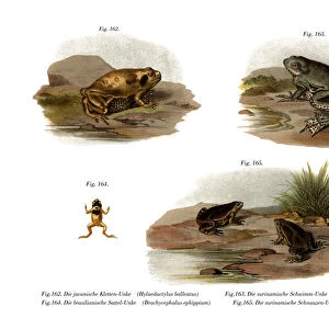 Frogs Collection: Narrowmouth Toads