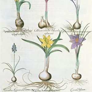 Narcissi, Crocuses and Hyacinth: 1. Narcissus autumnalis; 2. Hyacinthus autumnalis; 3