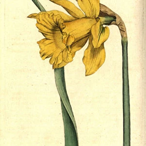 Narcissus - Spanish daffodil, Narcissus hispanicus (Great daffodil, Narcissus major). Handcolured copperplate engraving after a botanical illustration from William Curtis The Botanical Magazine, Lambeth Marsh, London, 1787