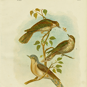 Narrow-Billed Bronze Cuckoo, 1891 (colour litho)