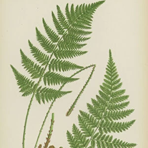 Narrow Prickly Toothed Fern (colour litho)