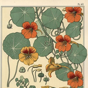 Nasturtium botanical study, 1897 (lithograph)