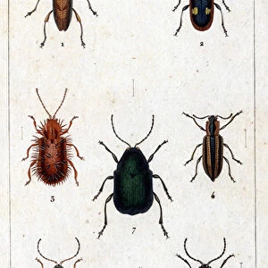 Beetle Collection: Asparagus Beetles