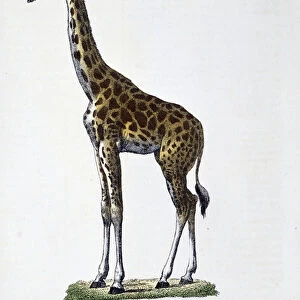 Natural History Plate: Zoological chart representing the giraffe - in "
