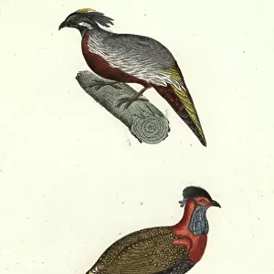 Koklass Pheasant