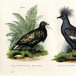 Nicobar Pigeon, 1864 (colour litho)